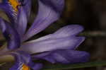 Dwarfe iris